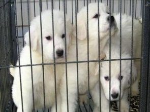 成都專業犬舍出售健康三月齡大白熊幼犬，公母齊全并附健康保障協議