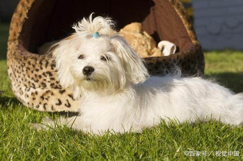 純白犬鑒賞 十大經典白色寵物狗品種深度解析